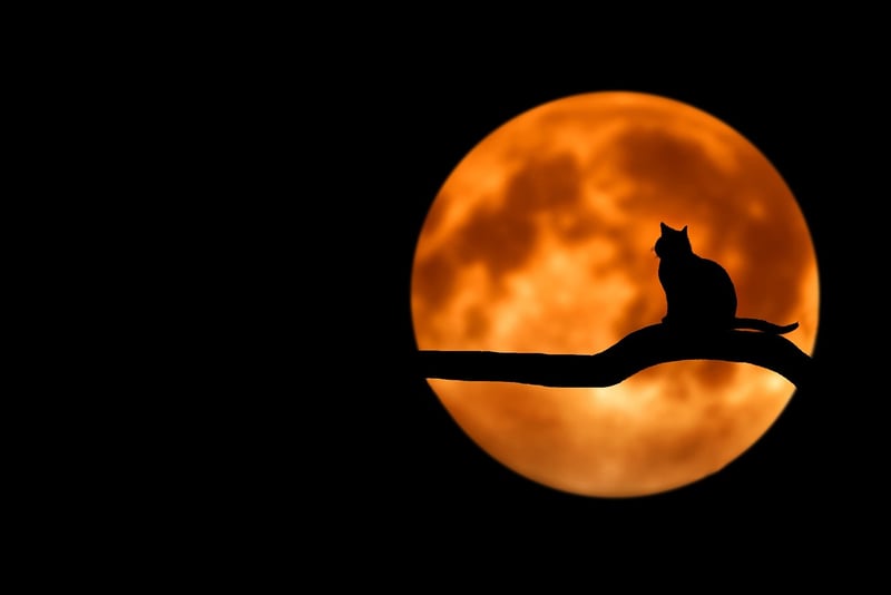 Moonlit Magic